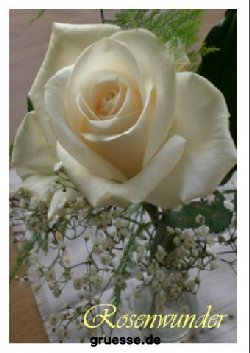 grusskarte-Traumschiff-Blumengruesse_022