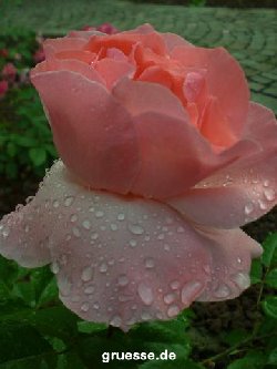 grusskarte-Traumschiff-Blumengruesse_023