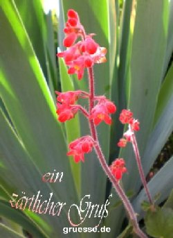 grusskarte-Traumschiff-Blumengruesse_027