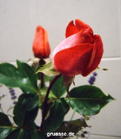 grusskarte-Traumschiff-Blumengruesse_029