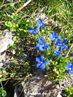grusskarte-Traumschiff-Blumengruesse_030