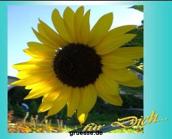 grusskarte-Traumschiff-Blumengruesse_031