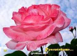 grusskarte-Traumschiff-Blumengruesse_032