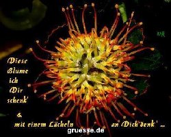 grusskarte-Traumschiff-Blumengruesse_033