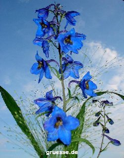 grusskarte-Traumschiff-Blumengruesse_040