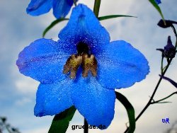 grusskarte-Traumschiff-Blumengruesse_044