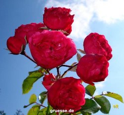 grusskarte-Traumschiff-Blumengruesse_047