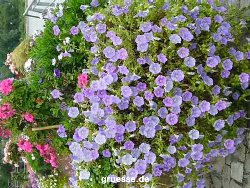 grusskarte-Traumschiff-Blumengruesse_057