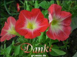 grusskarte-Traumschiff-Danke-k_006