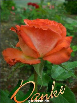 grusskarte-Traumschiff-Danke-k_008