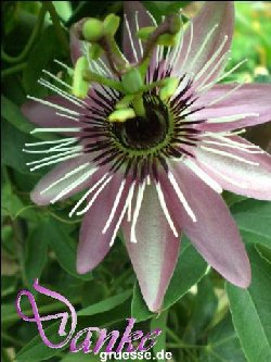 grusskarte-Traumschiff-Danke-k_009