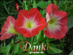 grusskarte-Traumschiff-Danke_006