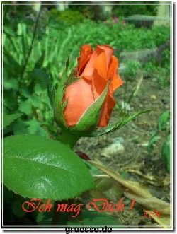 grusskarte-Traumschiff-Freundschaft-k_005