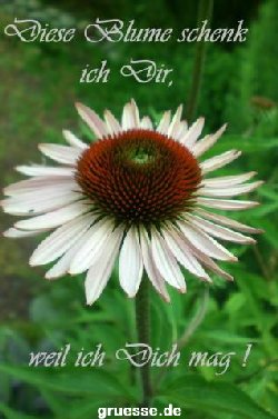 grusskarte-Traumschiff-Freundschaft-k_007