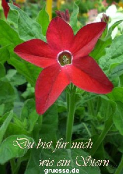 grusskarte-Traumschiff-Freundschaft-k_008