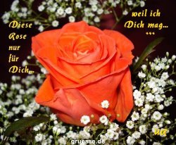 grusskarte-Traumschiff-Freundschaft-k_012