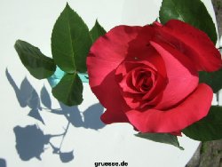 grusskarte-Traumschiff-Freundschaft-k_015