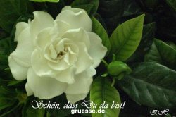 grusskarte-Traumschiff-Freundschaft_004