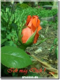 grusskarte-Traumschiff-Freundschaft_005