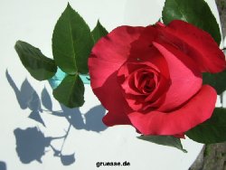 grusskarte-Traumschiff-Freundschaft_015