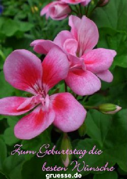 grusskarte-Glueckwuensche-Geburtstag-k_016