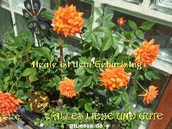 grusskarte-Glueckwuensche-Geburtstag-k_019