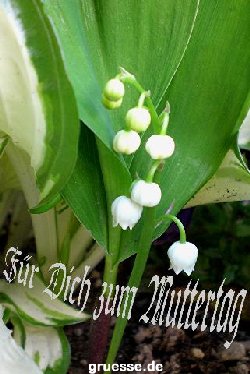 grusskarte-Glueckwuensche-Muttertag-k_006
