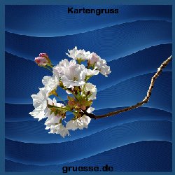 grusskarte-ohne-text-blumen_010