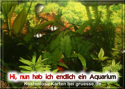 grusskarte-diverses-aquarianer-q_002