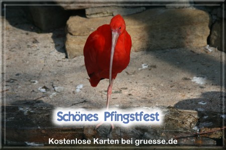 grusskarte-festtage-pfingsten-fotos-q_028