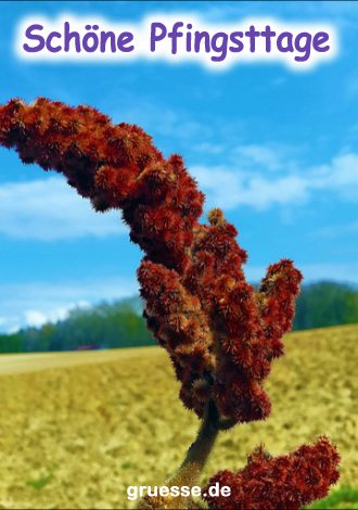 grusskarte-festtage-pfingsten_007