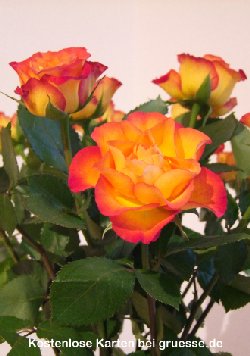 grusskarte-diverses-blumengruesse_012