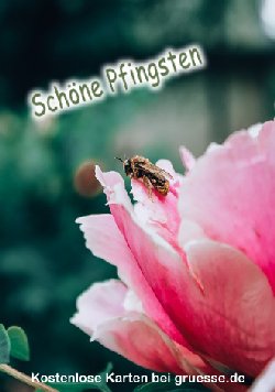grusskarte-festtage-pfingsten-standard_004