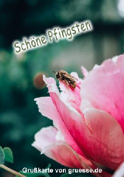 grusskarte-festtage-pfingsten-standard_004