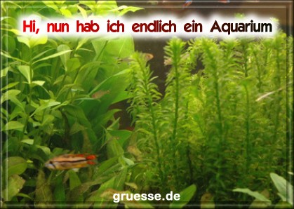 grusskarte-diverses-aquarianer-b_004