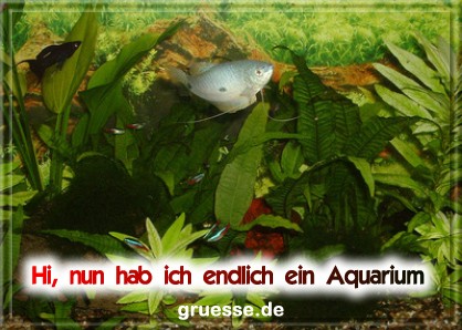 grusskarte-diverses-aquarianer-q_003