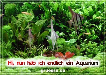 grusskarte-diverses-aquarianer-q_006