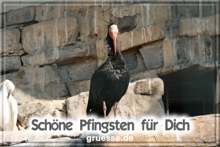 grusskarte-festtage-pfingsten-fotos-b_029