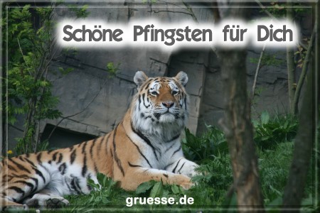 grusskarte-festtage-pfingsten-fotos-b_033