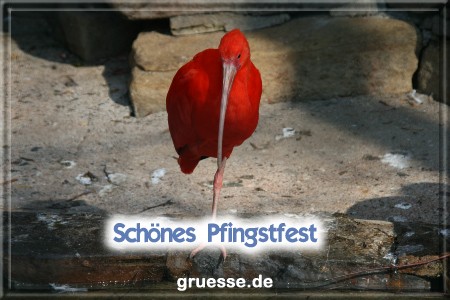 grusskarte-festtage-pfingsten-fotos-q_028