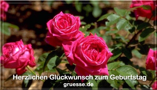 grusskarte-glueckwuensche-geburtstag-blumen-b_022