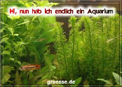 grusskarte-diverses-aquarianer-b_004