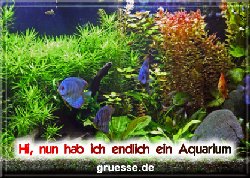 grusskarte-diverses-aquarianer-q_007