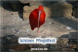 grusskarte-festtage-pfingsten-fotos-b_028