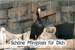 grusskarte-festtage-pfingsten-fotos-q_029