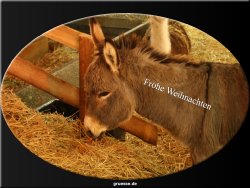 grusskarte-festtage-weihnachten-fotos-b_011