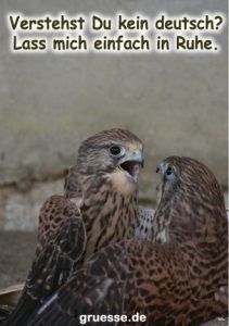 grusskarte diverses streit 004