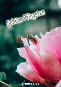 grusskarte festtage pfingsten standard 004